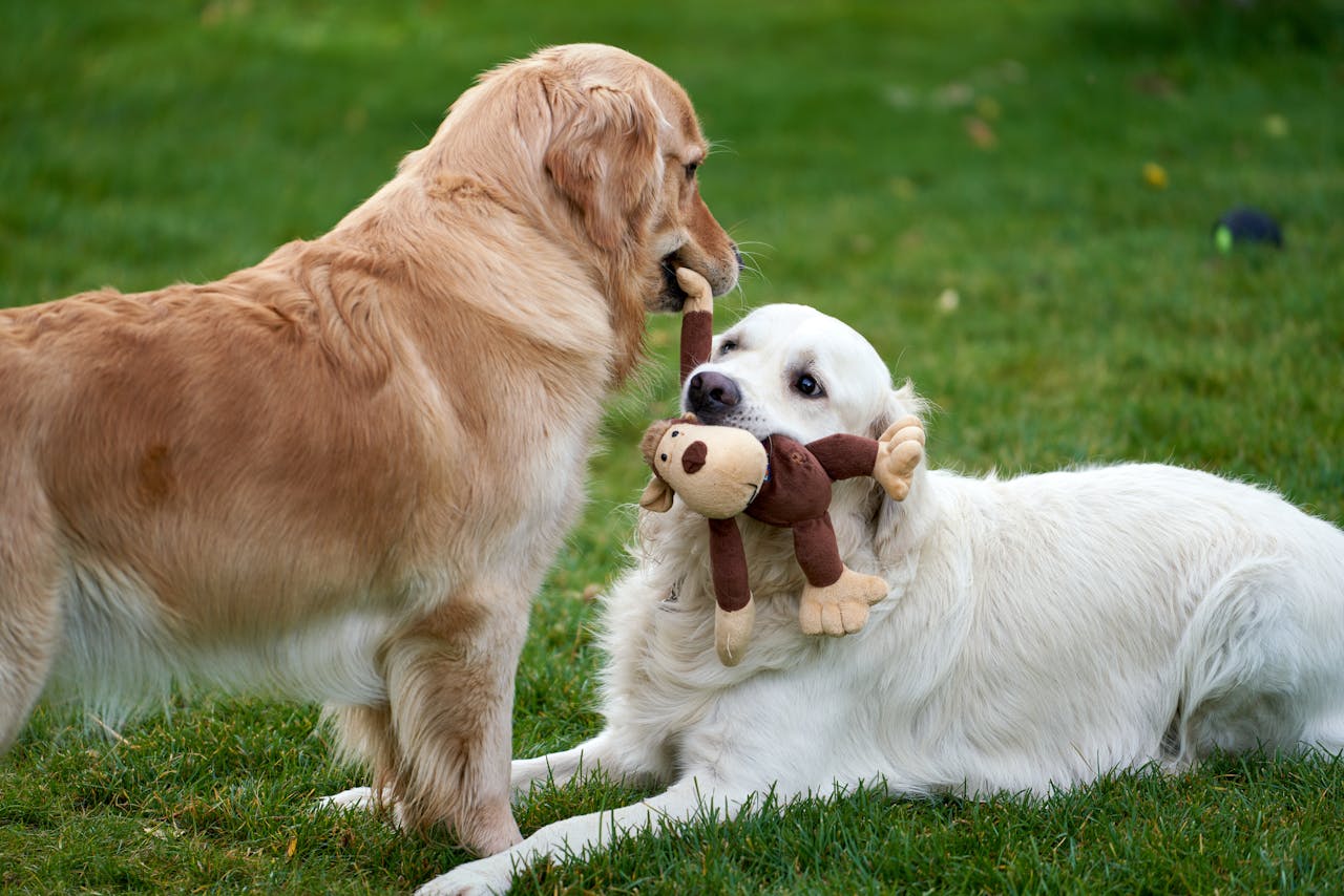 Toy & Joy