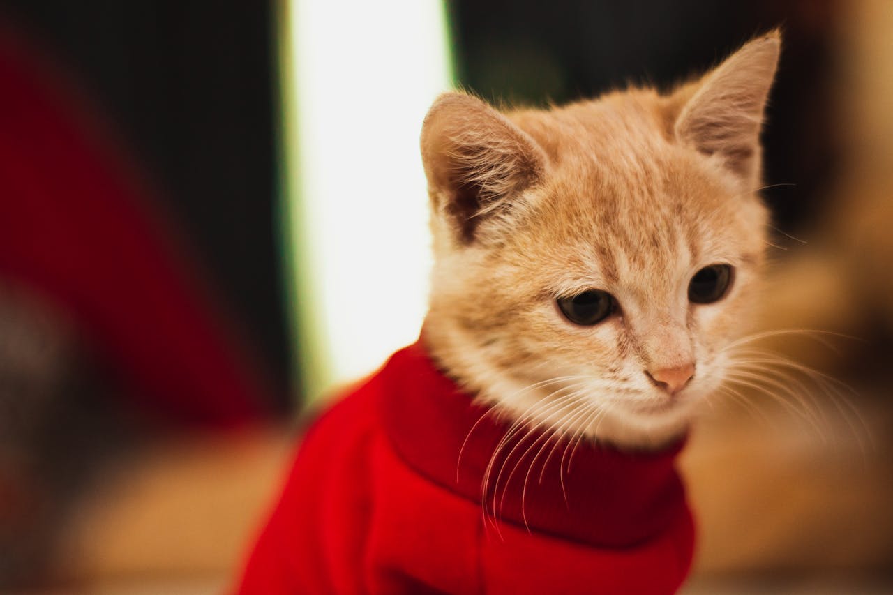 Cute ❥ Clothing