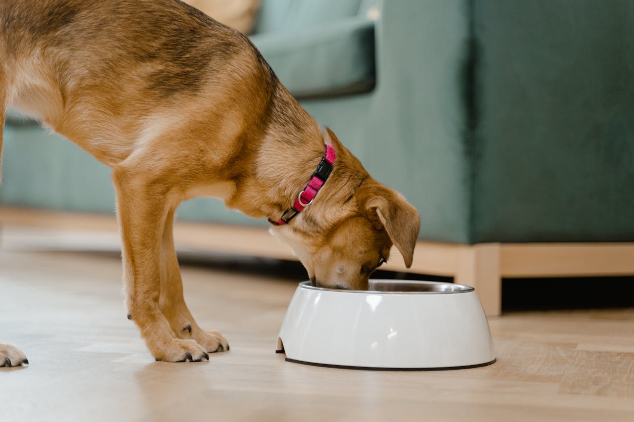 Eat & Feeder